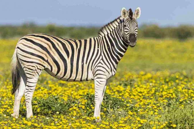 Burchells Zebras, Equus quagga burchelli, stehen auf gelber Blumenwiese