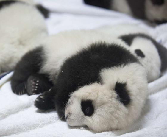 Netter Baby-Riesenpanda