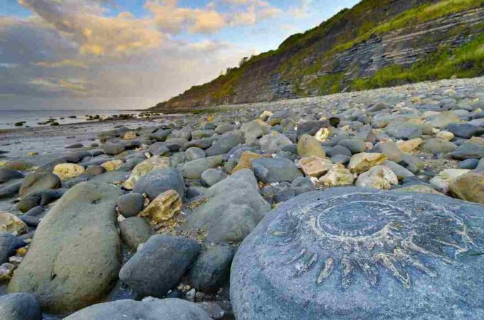 Großbritannien, England, Dorset, Lyme Regis, Monmouth Beach, Ammonitenpflaster, großes Ammonitenfossil