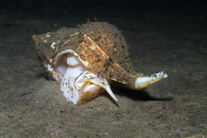 Wellhornschnecke (Buccinum undaum)