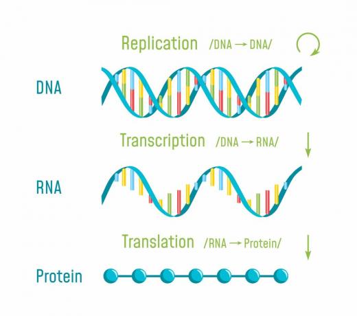 Flussdiagramm der Transkription und Übersetzung