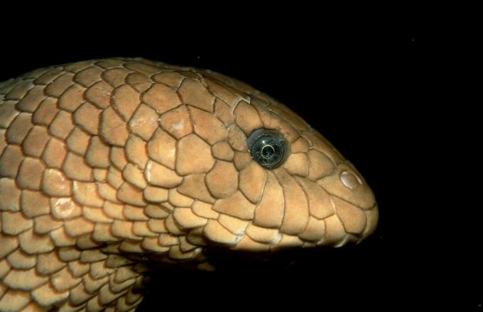 Oliven-Seeschlange, Hydrophiidae, Pazifischer Ozean, Papua-Neuguinea