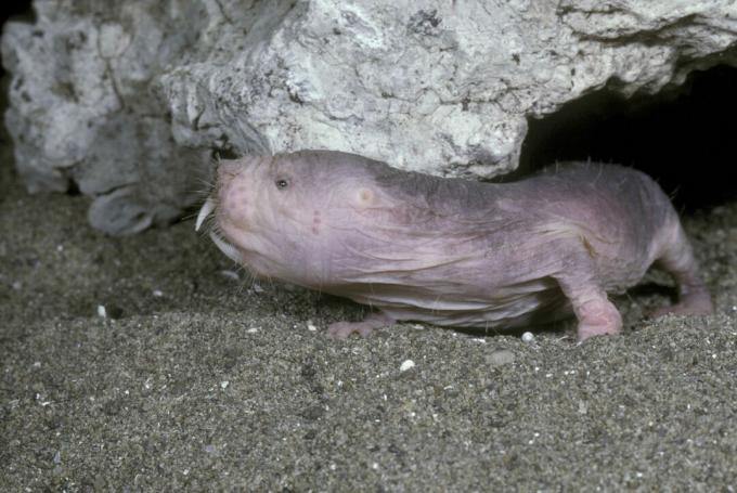 Biologisch sind eine alte nackte Maulwurfsratte und eine junge praktisch nicht zu unterscheiden.