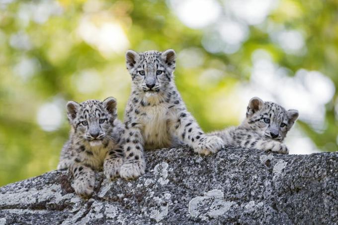 Schneeleopardenbabys haben schwarze Flecken, die sich in Rosetten verwandeln, wenn sich die Katzen der Reife nähern.