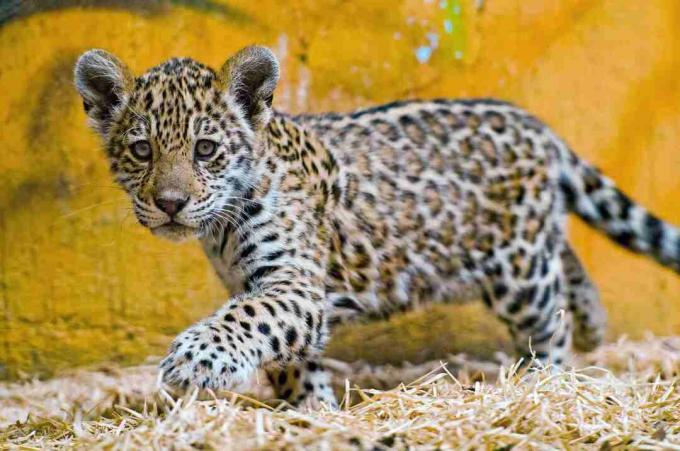 Jaguar-Jungen werden entdeckt.