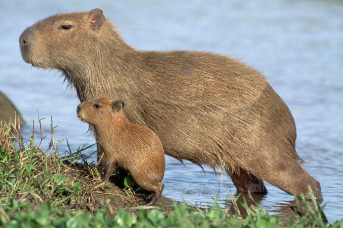 Capybara Young sind Miniaturversionen ihrer Eltern.