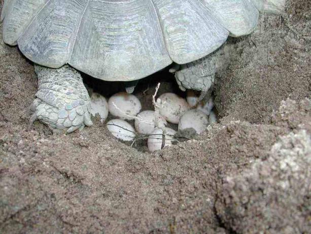 Schildkröte legt Eier