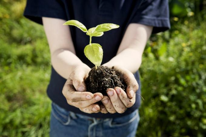 Boy Holding Plant