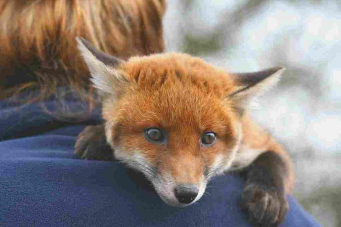 In einigen Gegenden ist es legal, einen Rotfuchs als Haustier zu halten.