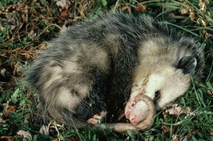 Virginia Opossum spielt tot