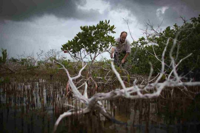 Auswirkungen des Klimawandels auf die Florida Keys