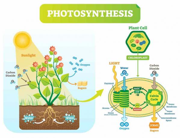 Photosynthesediagramm