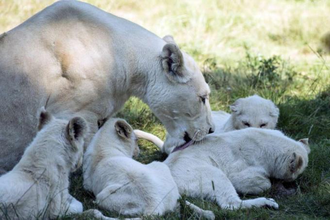 Weißer Löwe mit Jungen