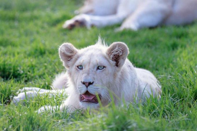 Junger weißer Löwe