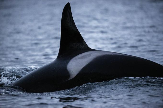 Rückseite eines Orcas mit der Rückenflossen- und Sattelmarkierung, mit der Personen identifiziert werden können