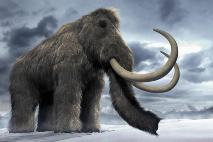 Das Wollmammut (Mammuthus primigenius) oder Tundra-Mammut.