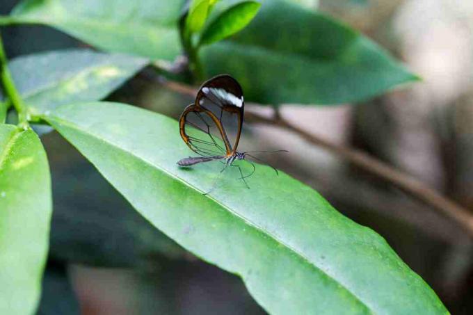 Larven des Glasflügelschmetterlings schmecken Ameisen schlecht.