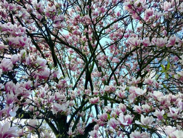 Magnolienbaum bedeckt mit Blüte