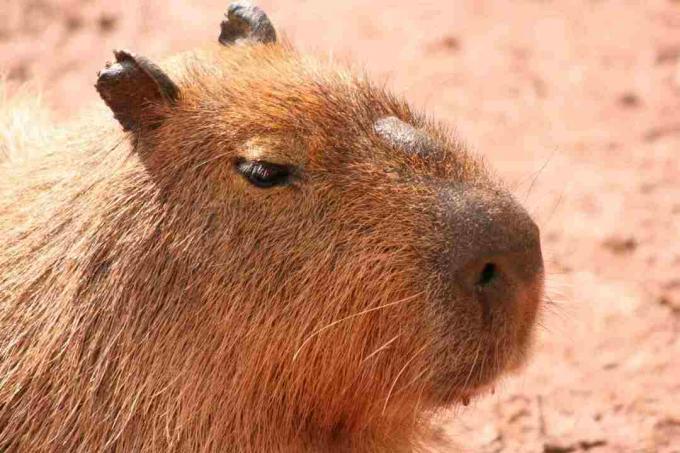 Das Morillo ist ein charakteristisches Merkmal des Gesichts eines Capybara.