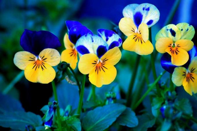 Blaue und gelbe Blumen