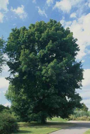 Carya cordiformis (Butternuss-Hickory), grünblättriger Baum im Park neben dem Weg