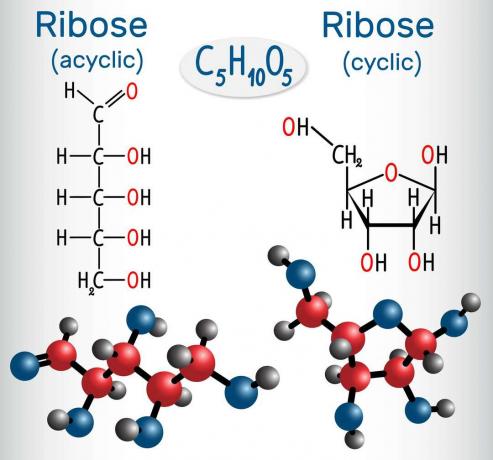 Lineare und cyclische Ribosestrukturen