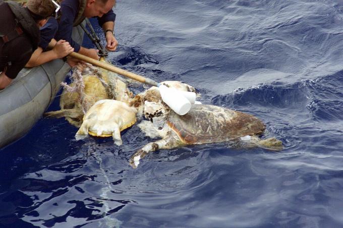 US Naval Personnel Rescue Verwickelte Schildkröte