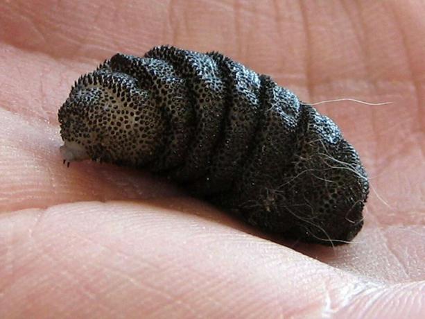 Cuterebra sp. Botfly-Larve