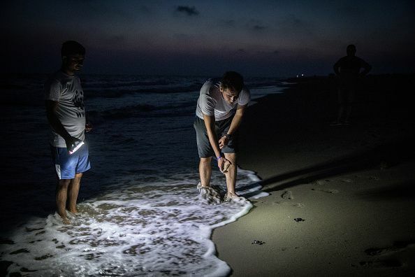 Die Erhaltungsbemühungen tragen weiterhin zur Stabilisierung der Population der grünen Schildkröten in der Türkei bei