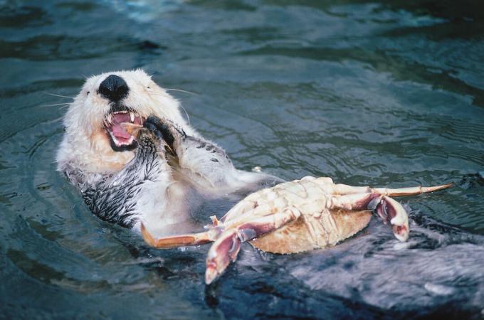 Seeotter, der eine Krabbe isst