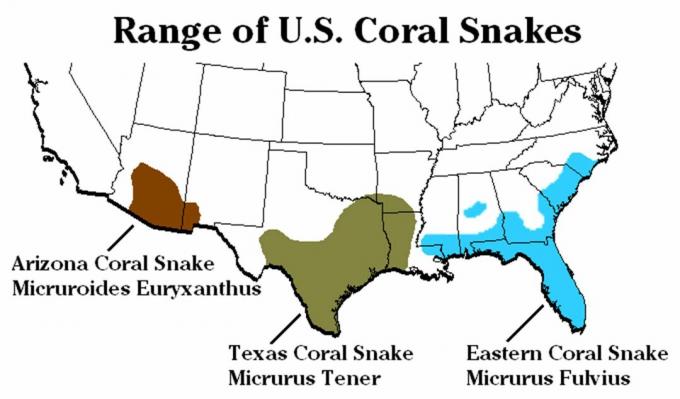 Korallenschlangenarten und -reichweite in den Vereinigten Staaten