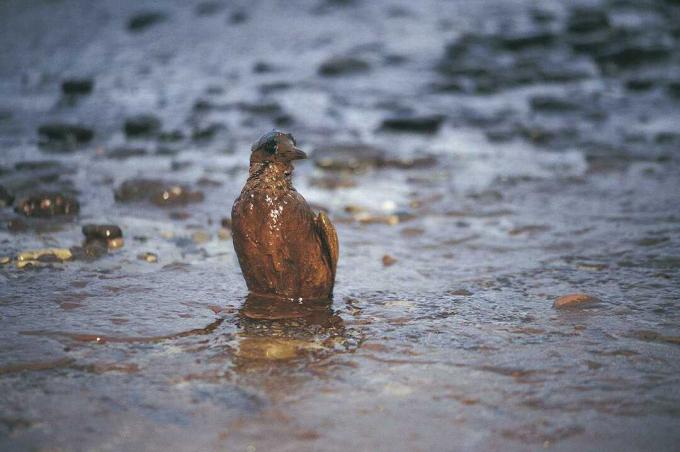 Geölter Guillimot nach der Ölpest der Kaiserin, West Wales