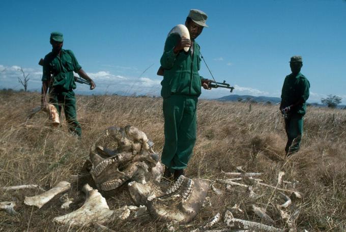 MIKUMI, TANSANIA - JULI 1989: Park Rangers, die mit einem beschlagnahmten Elefanten-Elfenbein-Stoßzahn im Wert von 2.700 US-Dollar im Mikumi-Nationalpark, Tansania, 70 US-Dollar pro Monat verdienen. Die Waldläufer stehen neben den Überresten eines von Wilderern getöteten Elefantenbullen.