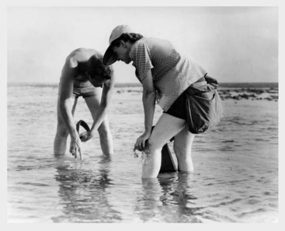 Rachel Carson und Bob Hines betreiben Meeresbiologieforschung in Florida