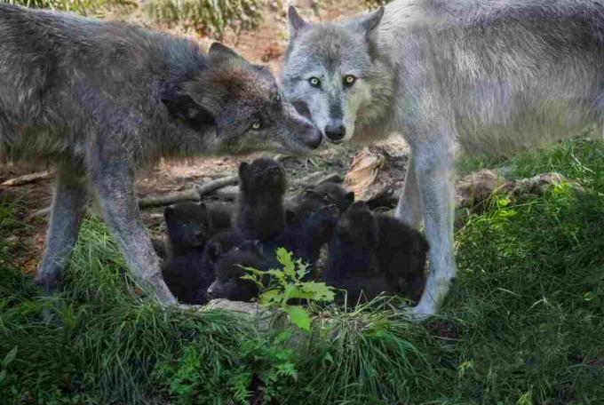 Black Wolf Familie mit neugeborenen Welpen, Kanada