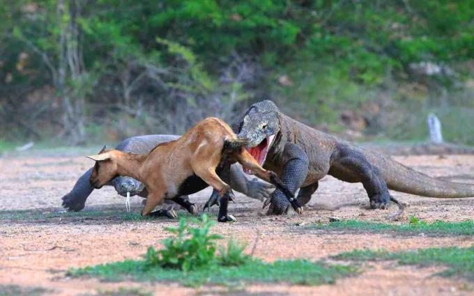 Ein Paar Komodo-Drachen, die eine Antilope in Borneo, Indonesien jagen