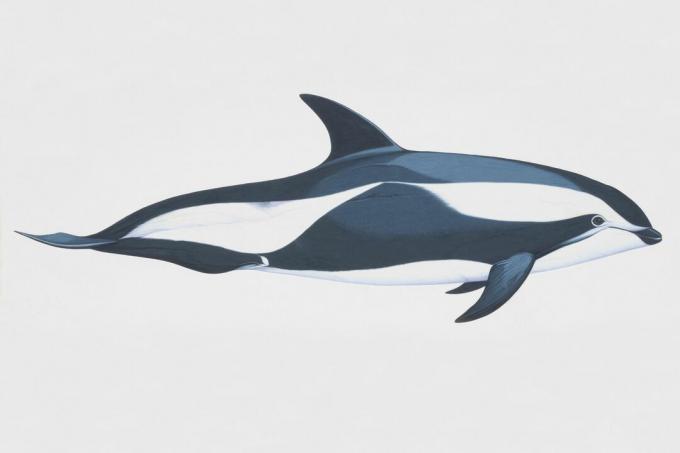 Sanduhr Delphin