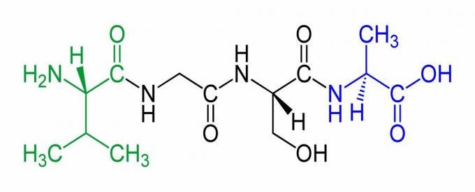 Dies ist ein Beispiel für ein Tetrapeptid mit dem N-Terminus in Grün und dem C-Terminus in Blau.