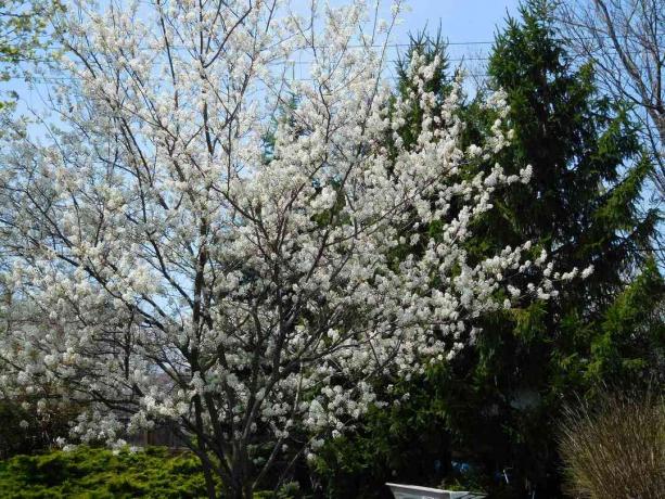 Serviceberry in einer landschaftlich gestalteten Umgebung.