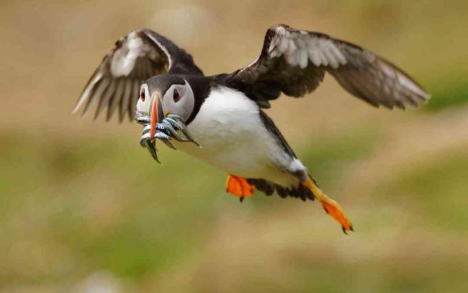 Papageientaucher (Fratercula arctica) mit gejagten Sandaalen (Ammodytes), Wales, Großbritannien