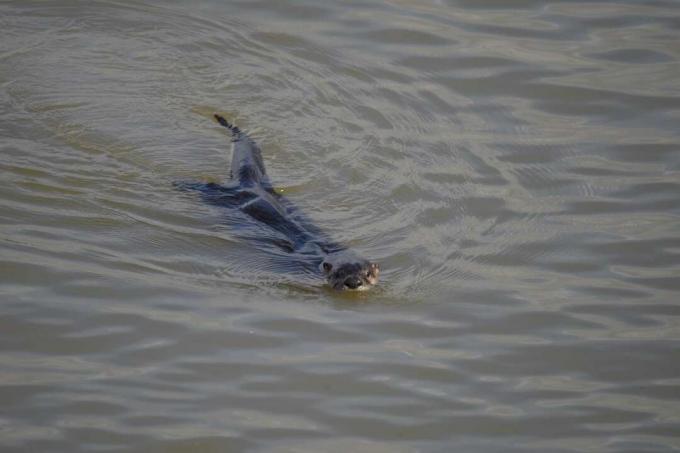 Flussotter schwimmen