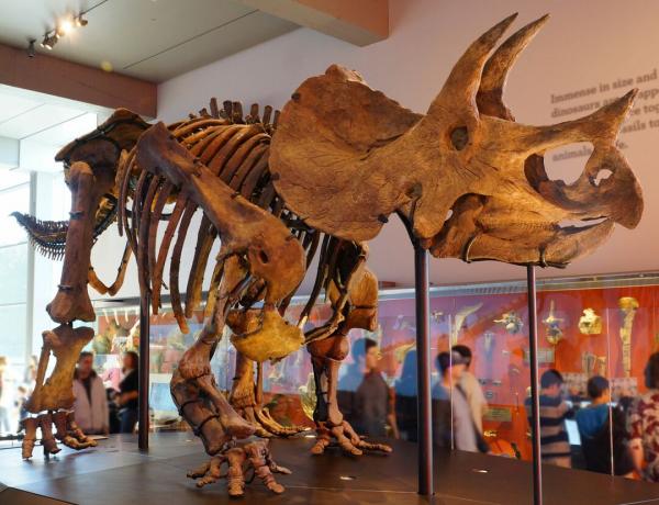 Triceratops-Skelett im Los Angeles Natural History Museum.