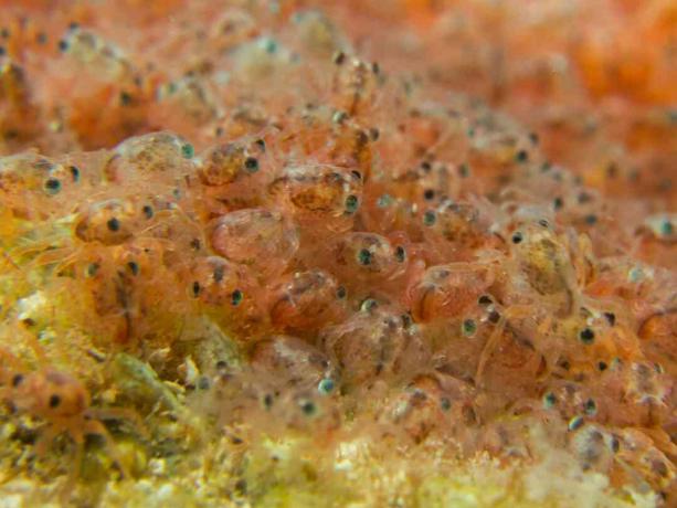 Red Crab Megalopae vor dem Auftauchen aus dem Wasser auf der Weihnachtsinsel