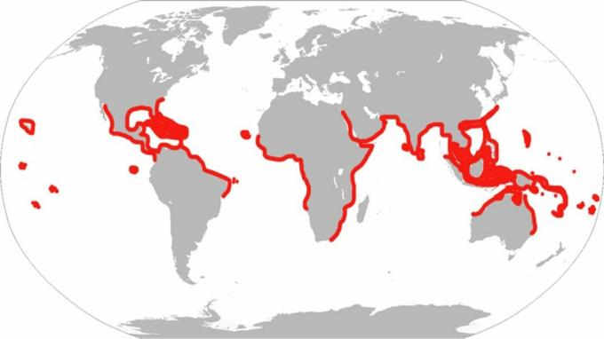 Dies ist der historische Bereich der gefleckten Adlerrochen. Nach moderner Klassifizierung kommt der Fisch nur im Atlantik, in der Karibik und im Golf vor.