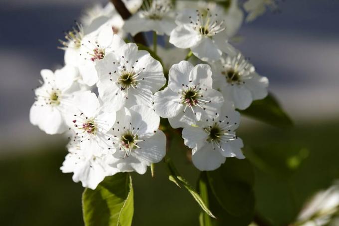 Nahaufnahme der Callery Birnbaumblüte