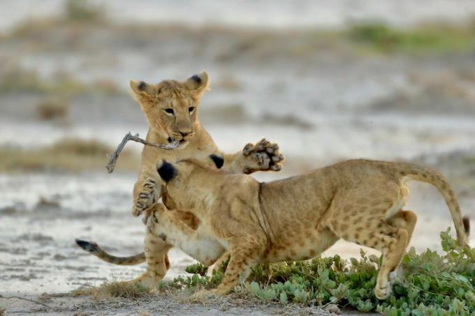 Lion Cubs spielen auf dem Feld