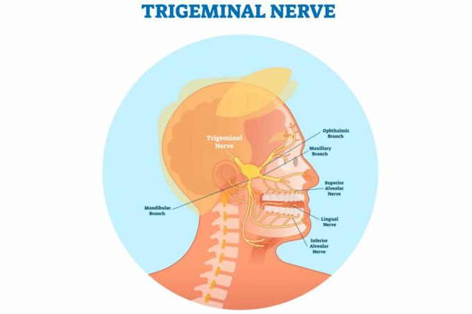 Trigeminus