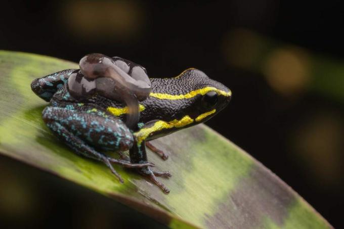 Nachdem die Eier geschlüpft sind, tragen Pfeilgiftfrösche die Kaulquappen zu einem Kindergarten, der aus Wasser in Bromelienblättern besteht.