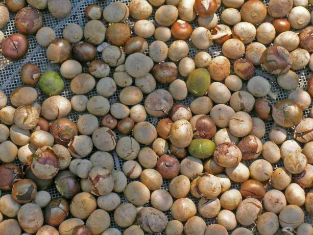 Brosimum alicastrum (Ramon, Brotnuss) Nüsse werden in der Sonne getrocknet