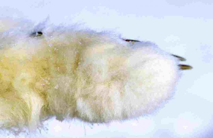 Ein Polarfuchs hat dickes Fell, das die Fußsohlen bedeckt.